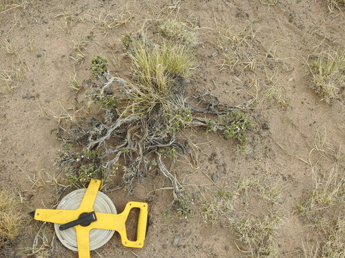 Junellia seriphioides (Junellia seriphioides)