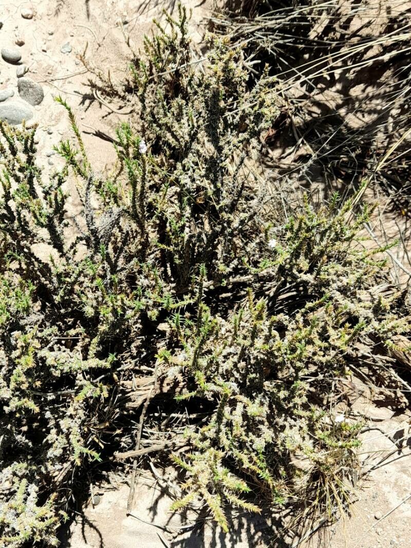 Junellia seriphioides (Junellia seriphioides)