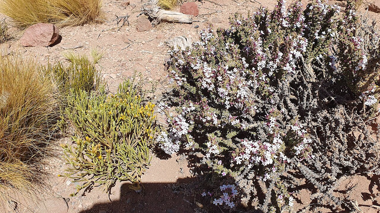 Junellia seriphioides: unbekannte Pflanze Anden