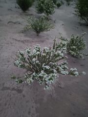 Junellia seriphioides (Junellia seriphioides)