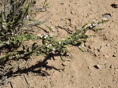 Junellia seriphioides (Junellia seriphioides)