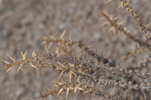 Junellia seriphioides (Junellia seriphioides)