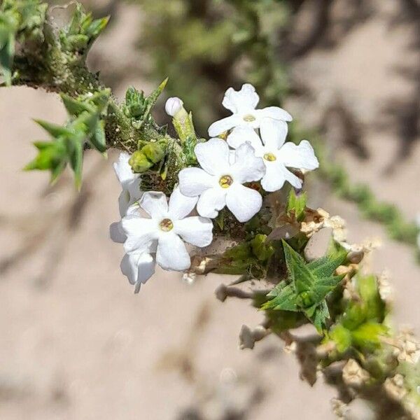 Junellia seriphioides (Junellia seriphioides)