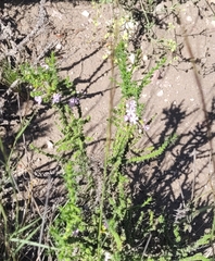 Junellia seriphioides (Junellia seriphioides)