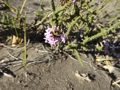 Junellia seriphioides (Junellia seriphioides)