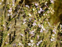 Junellia seriphioides (Junellia seriphioides)