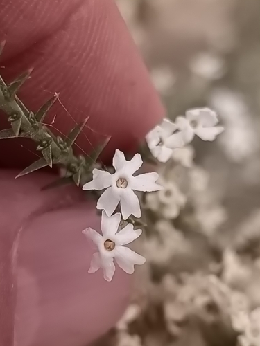 Junellia seriphioides (Junellia seriphioides)