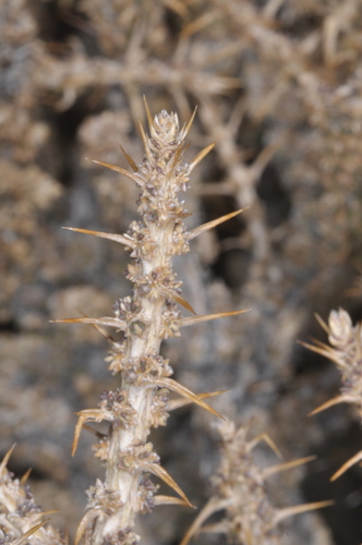 Junellia seriphioides (Junellia seriphioides)