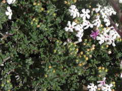 Junellia tridactylites (Junellia tridactylites)