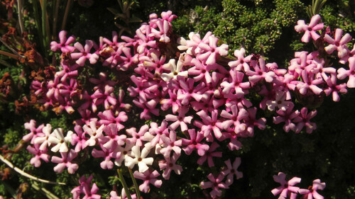 Junellia tridactylites (Junellia tridactylites)