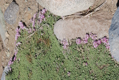 Junellia tridactylites (Junellia tridactylites)
