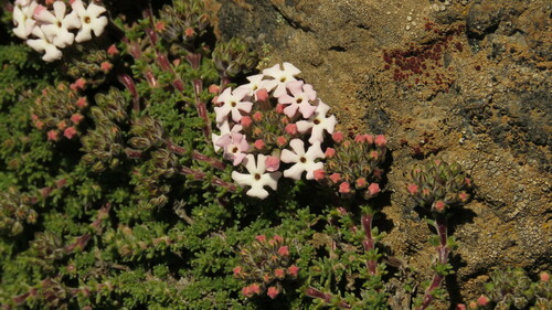Junellia tridactylites (Junellia tridactylites)