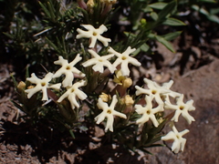 Junellia ulicina (Junellia ulicina)