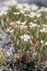 Junellia ulicina (Junellia ulicina)