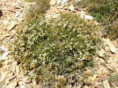 Junellia ulicina (Junellia ulicina)