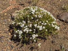 Junellia ulicina (Junellia ulicina)