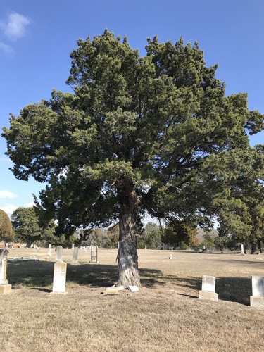 Ashe's juniper (Juniperus ashei)