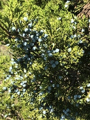 Ashe's juniper (Juniperus ashei)
