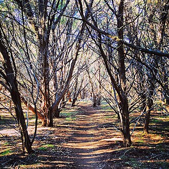 Ashe's juniper: Path through an old Ashe Juniper Juniperus ashei wood, South Austin, Texas