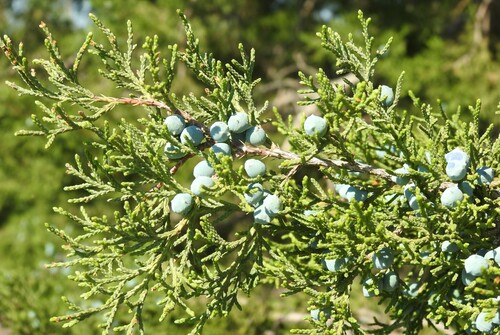 Ashe's juniper (Juniperus ashei)