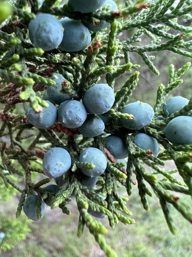 Ashe's juniper (Juniperus ashei)