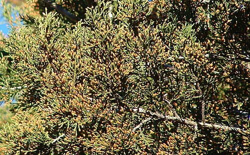 Ashe's juniper: Juniperus ashei foliage and pollen cones, Austin, Texas, 30°11'58"N 97°50'47"W, 240m altitude.