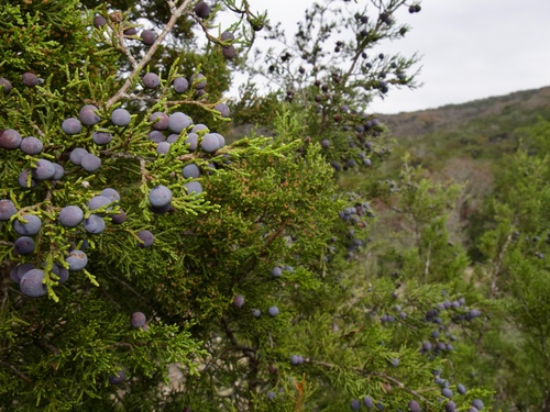 Ashe's juniper (Juniperus ashei)