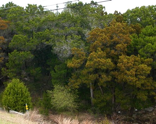 Ashe's juniper: Taken by: Ddal Photo date: 4 February 2005 Location: near New Braunfels, Texas on FM 2722