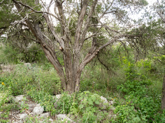 Ashe's juniper (Juniperus ashei)
