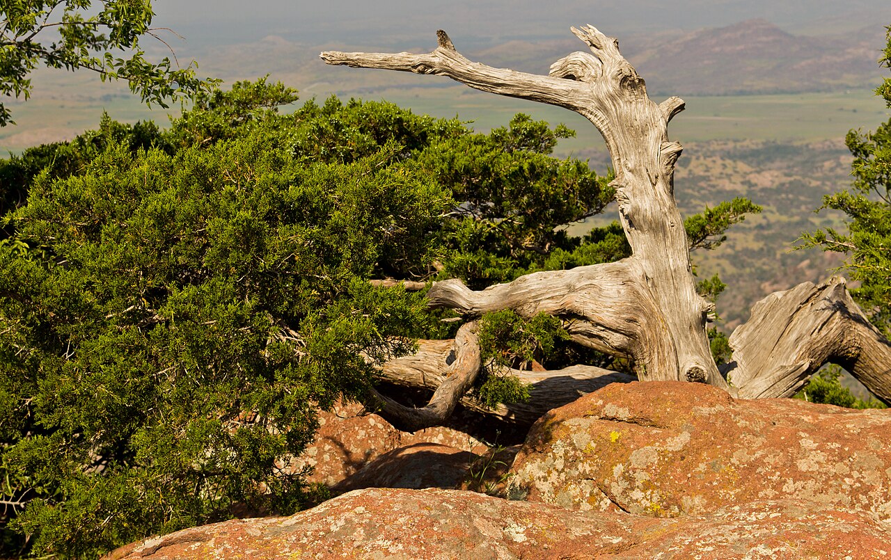 Ashe's juniper: Ashe Juniper Juniperus ashei in the Wichita Mountain wildlife refuge, Oklahoma.