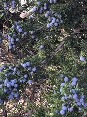 Ashe's juniper (Juniperus ashei)