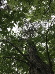 Ashe's juniper (Juniperus ashei)