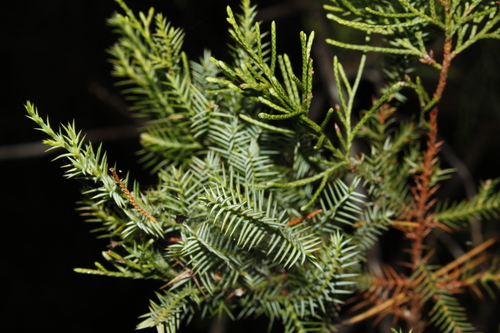 West indies juniper (Juniperus barbadensis)