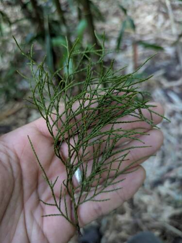 West indies juniper (Juniperus barbadensis)