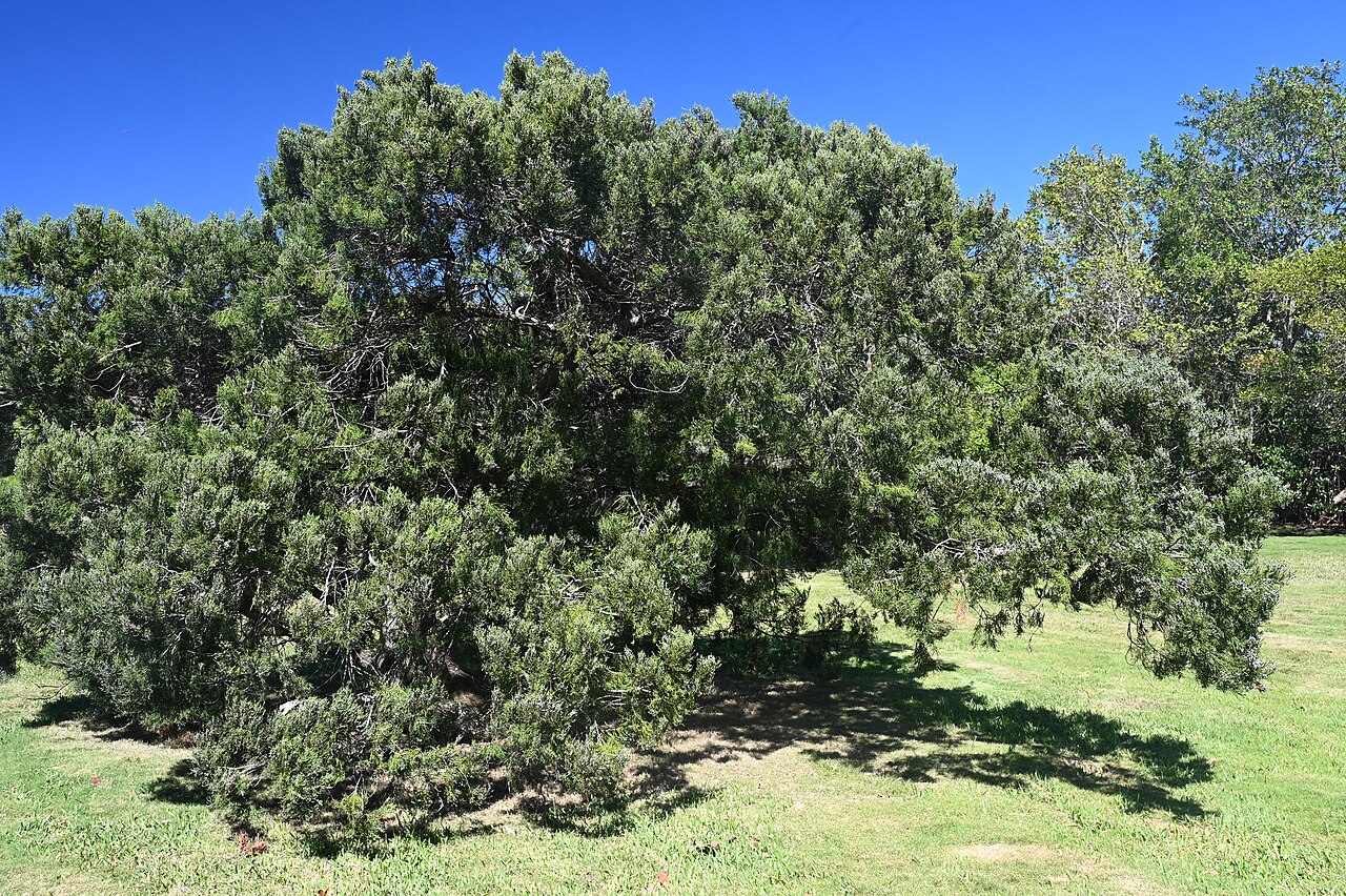 West indies juniper: Juniperus barbadensis in the Fairchild Tropical Botanic Garden, Miami