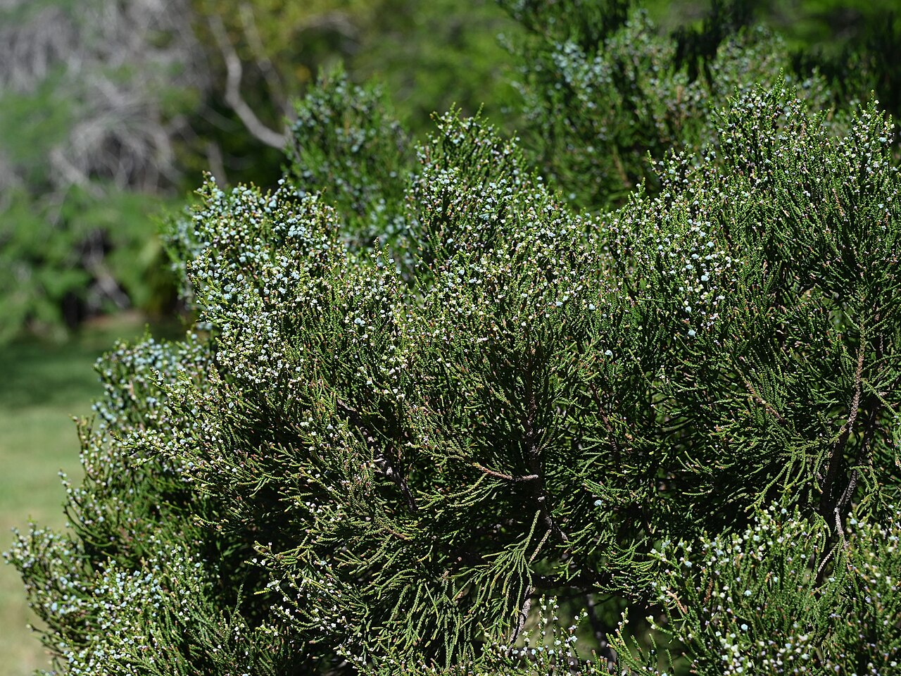 West indies juniper: Juniperus barbadensis in the Fairchild Tropical Botanic Garden, Miami