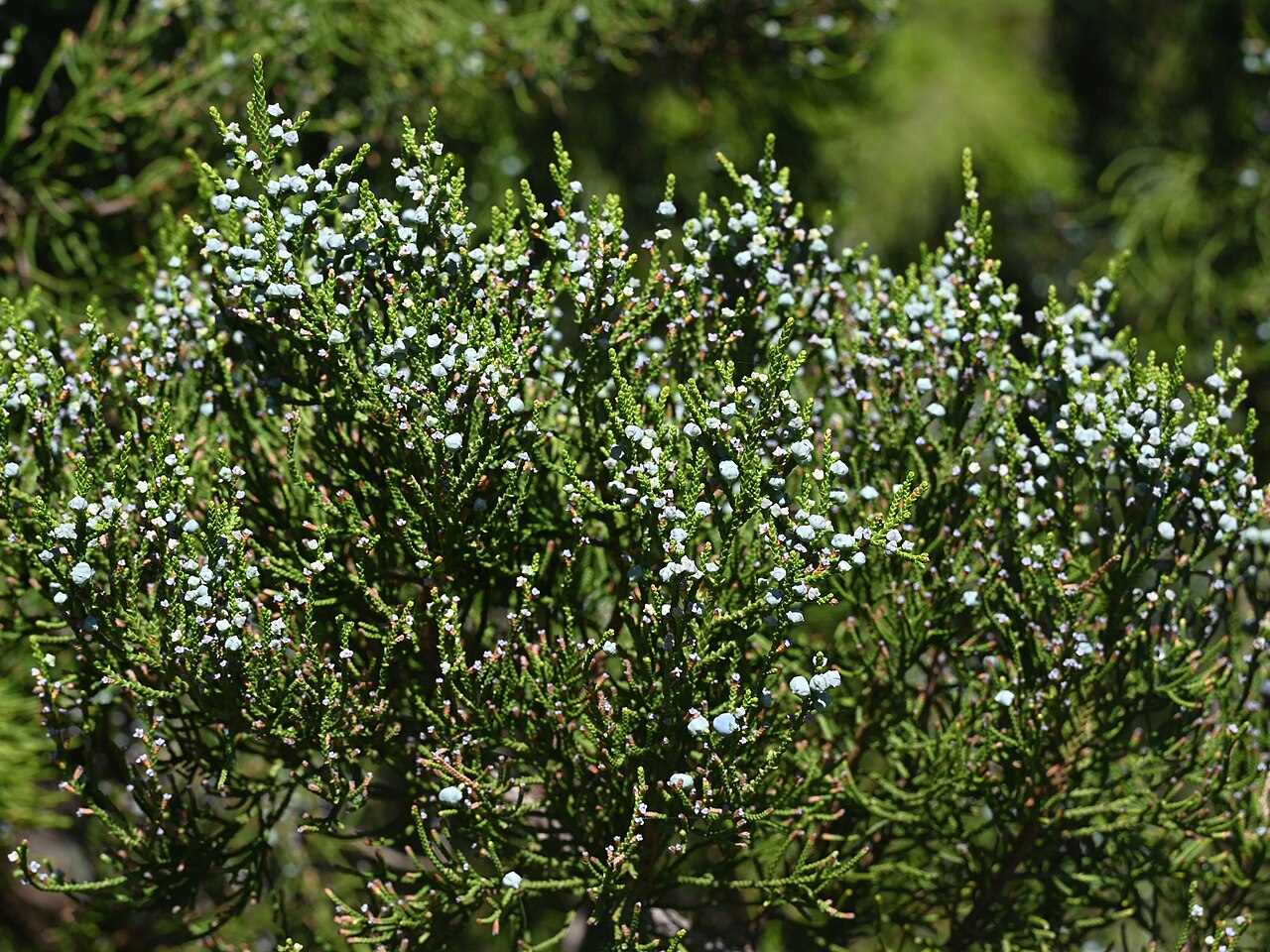 West indies juniper: Juniperus barbadensis in the Fairchild Tropical Botanic Garden, Miami