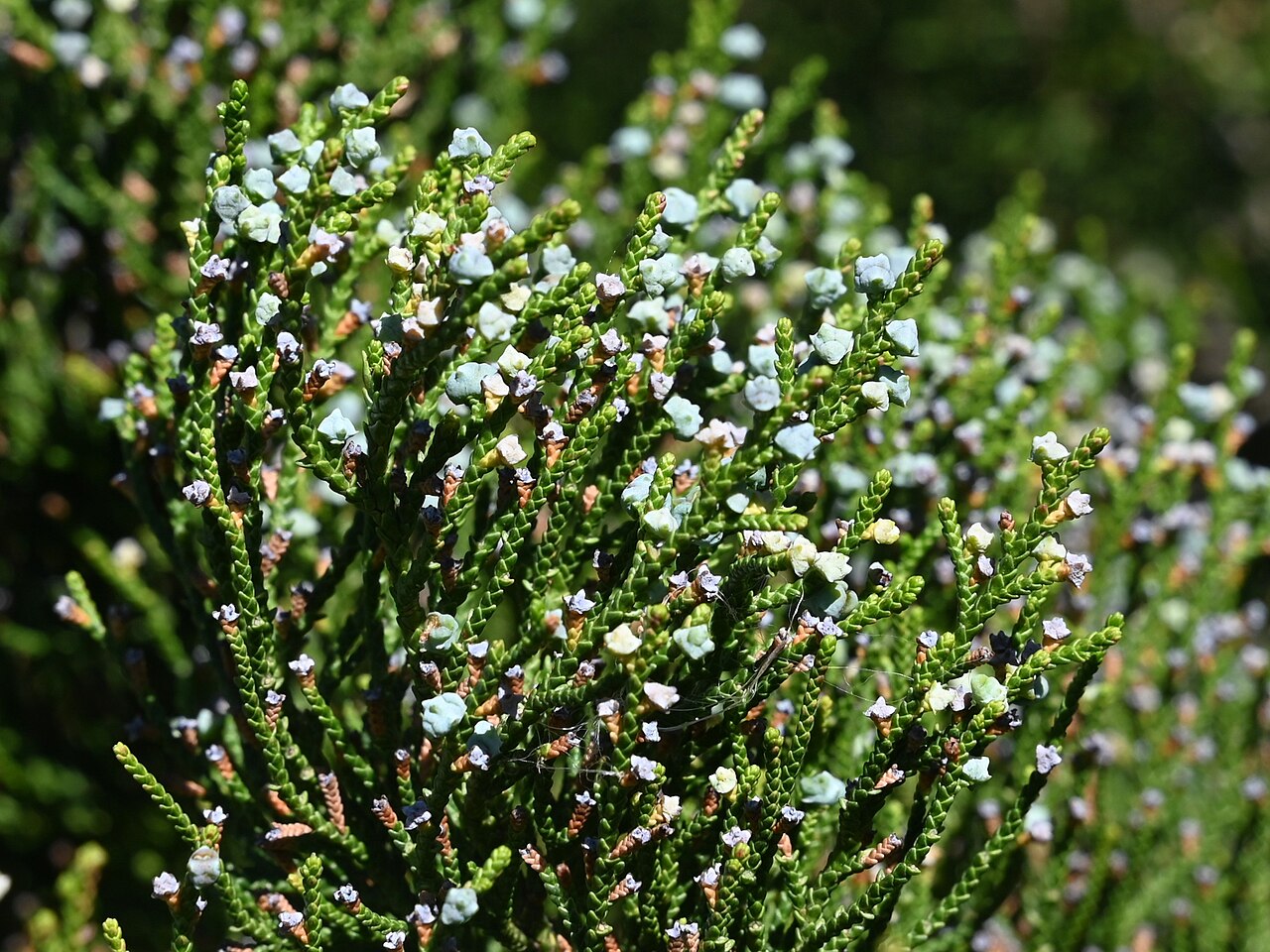 West indies juniper: Juniperus barbadensis in the Fairchild Tropical Botanic Garden, Miami