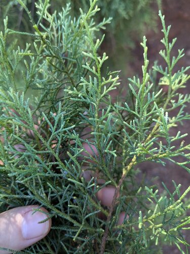 West indies juniper (Juniperus barbadensis)