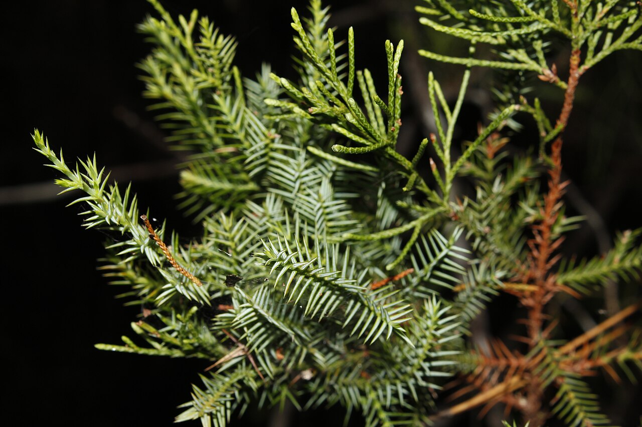West indies juniper: Juniperus barbadensis lucayana in Cuba