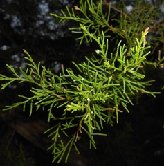 West indies juniper (Juniperus barbadensis)
