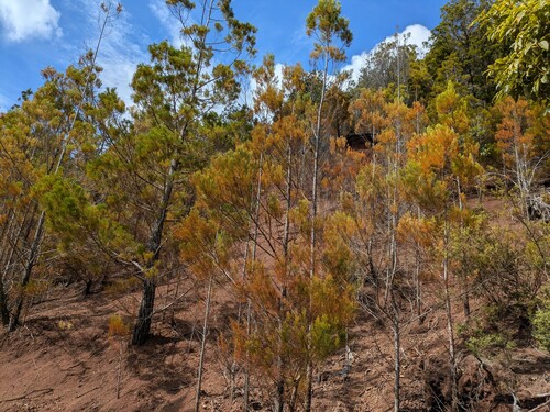West indies juniper (Juniperus barbadensis)