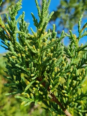 Bermuda juniper (Juniperus bermudiana)