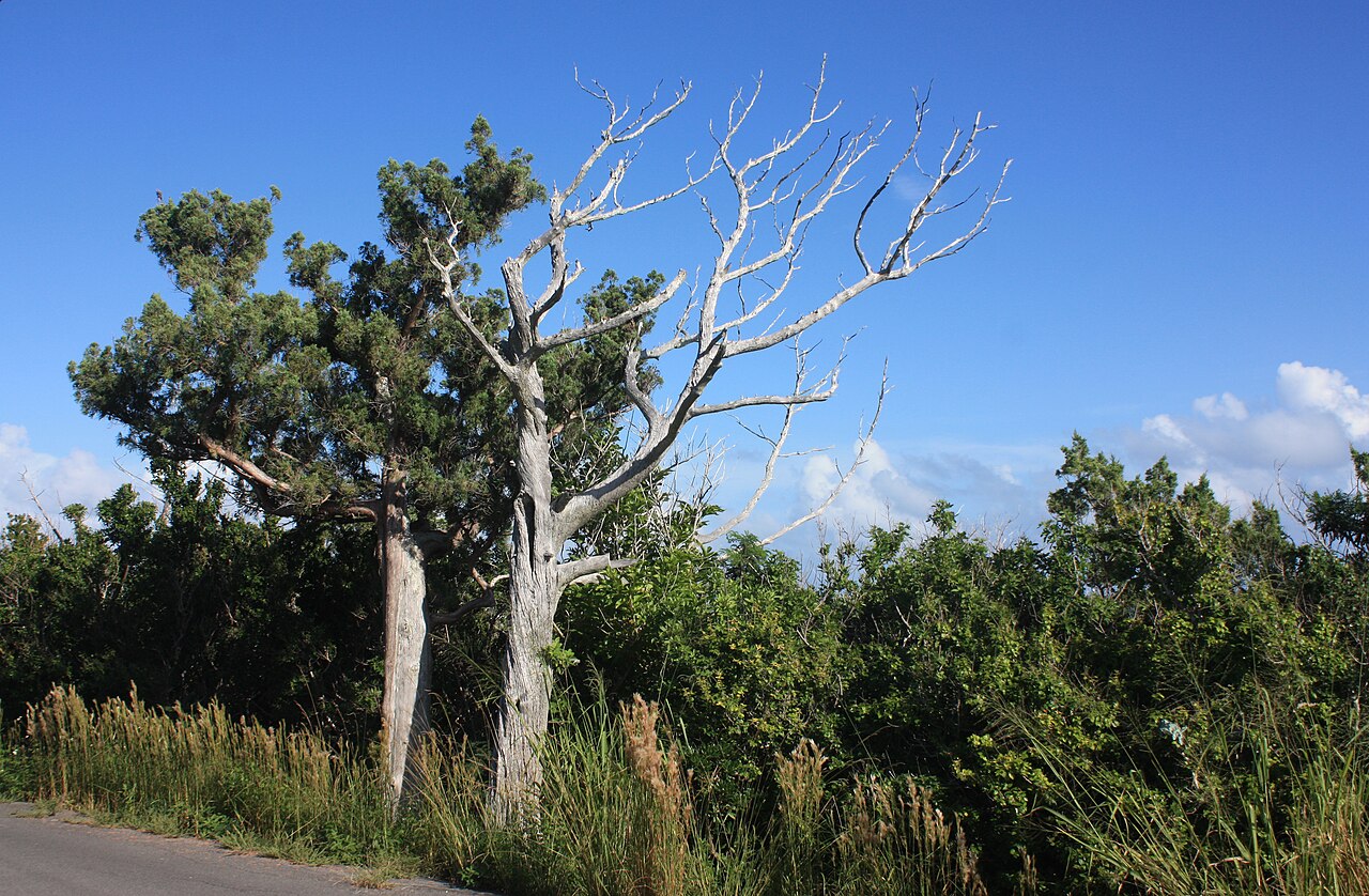 Bermuda juniper: Bermuda cedars ( Juniperus bermudiana ), at Ferry Reach , St. George's Island , St. George's Parish , Bermuda , in 2011. The tree on the left (East) is alive, b