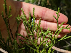 Bermuda juniper (Juniperus bermudiana)