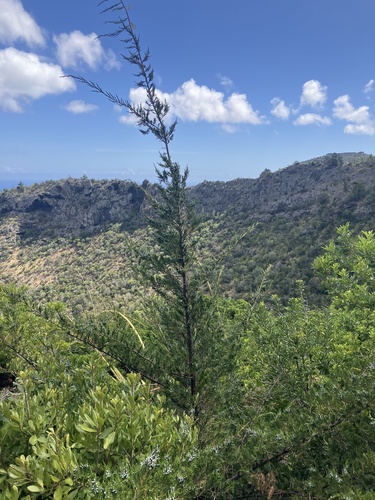 Bermuda juniper (Juniperus bermudiana)