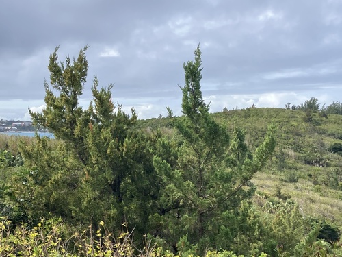 Bermuda juniper (Juniperus bermudiana)