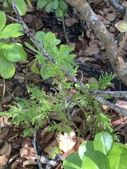 Bermuda juniper (Juniperus bermudiana)