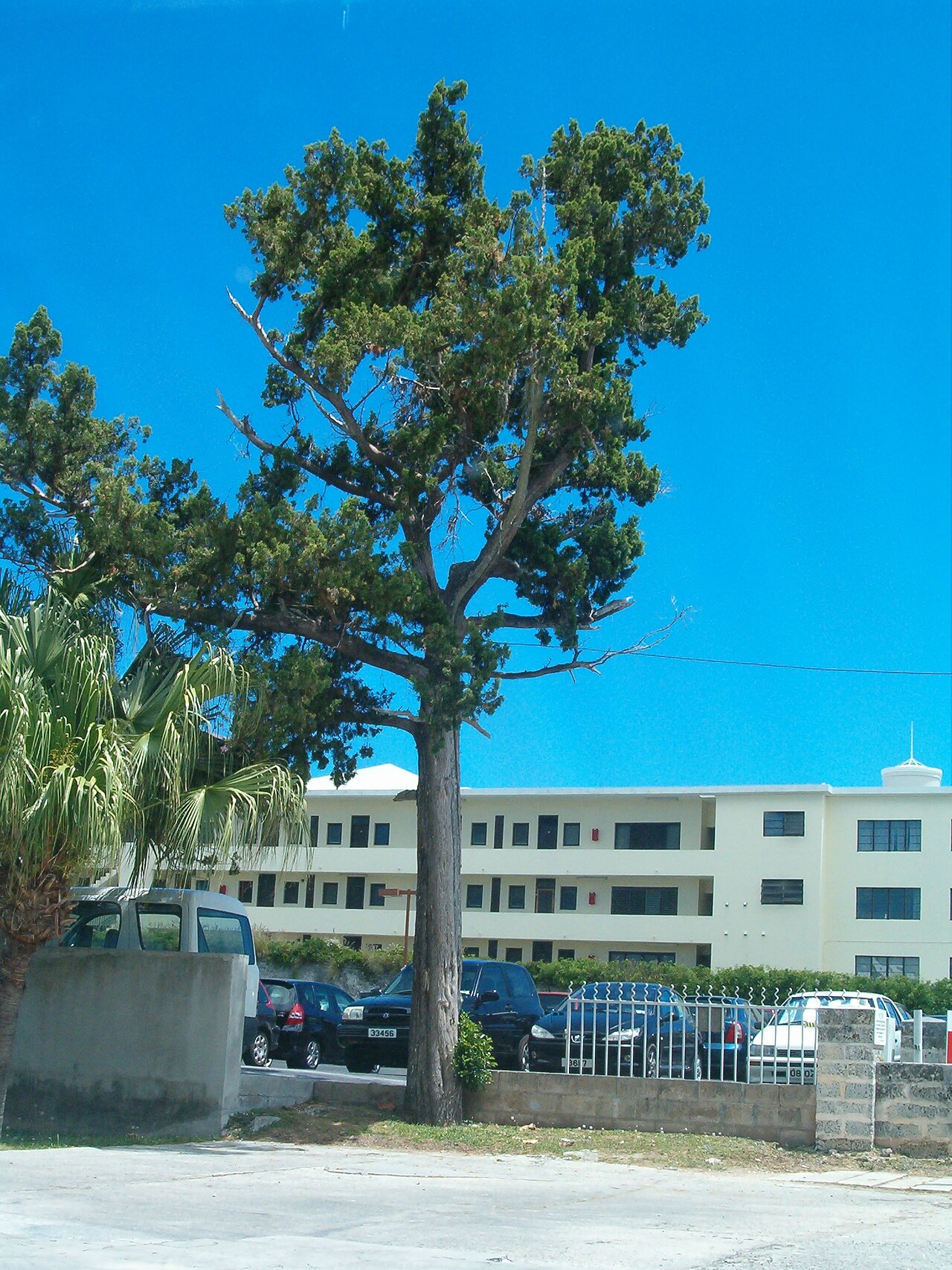Bermuda juniper: A mature Bermuda cedar ( Juniperus bermudiana ) on the outskirts of the City of Hamilton , in Pembroke , Bermuda . Uploaded by author. Seán Pòl Ó Creachmhaoil 0