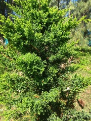 Bermuda juniper (Juniperus bermudiana)